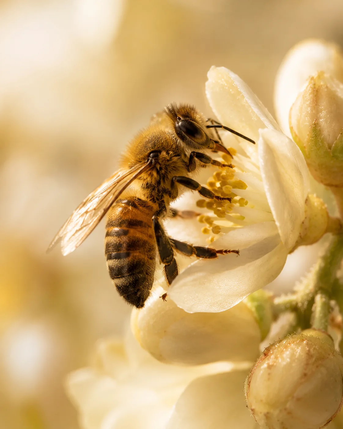 Honigbiene auf einer hellen Blüte